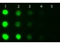 Anti-Human IgG IgA IgM (H&L)  (Fluorescein Conjugated) Secondary Antibody